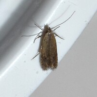 Monochroa unidentified species