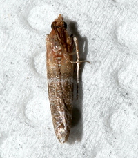 Moodna pallidostrinella