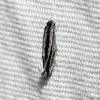Nemapogon rileyi 