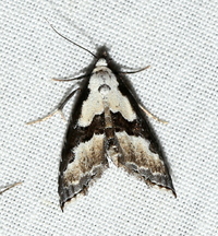 Nigetia formosalis