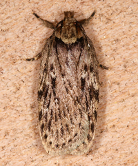 Nites ostryella
