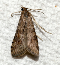 Nomophila nearctica