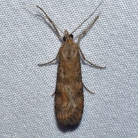 Nomophila nearctica