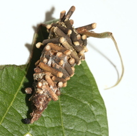 Oiketicus abbotii