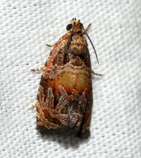 Olethreutes new species near brunneopurpurata