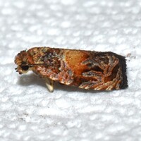 Olethreutes new species near brunneopurpurata