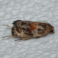Olethreutes new species near brunneopurpurata