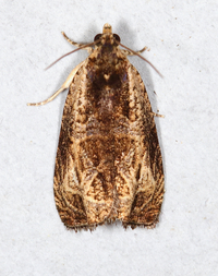 Olethreutes nigranum