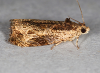 Olethreutes nigranum