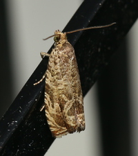 Olethreutes unidentified species