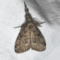 Orgyia leucostigma