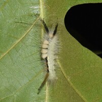 Orgyia leucostigma