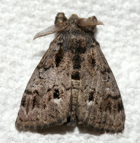 Orgyia leucostigma