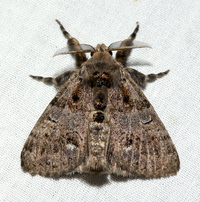 Orgyia leucostigma