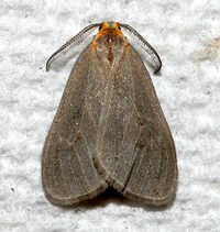 Pagara simplex