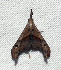 Palthis angulalis