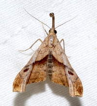 Palthis angulalis
