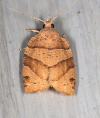 Pandemis lamprosana