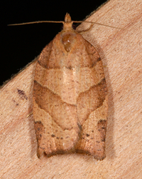 Pandemis lamprosana