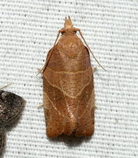 Pandemis limitata