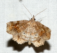 Pangrapta decoralis