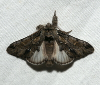 Paraeschra georgica
