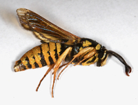Paranthrene simulans