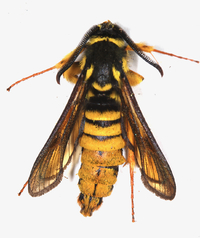 Paranthrene simulans