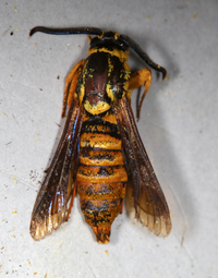Paranthrene simulans