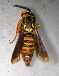Paranthrene simulans