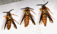 Paranthrene simulans