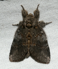 Peridea angulosa
