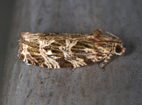 Phaecasiophora confixana