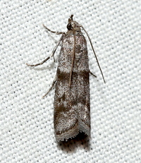 Homeosoma-Phycitodes unidentified species