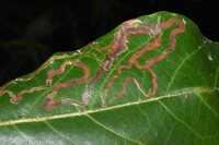Phyllocnistis hyperpersea