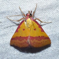 Phytometra rhodarialis