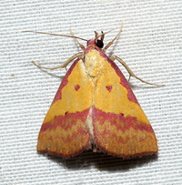 Phytometra rhodarialis