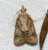 Platynota idaeusalis