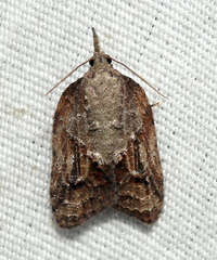 Platynota idaeusalis