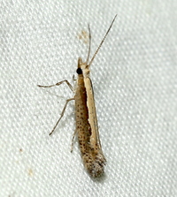 Plutella xylostella