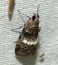Pococera asperatella