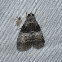 Pococera asperatella