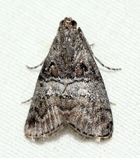 Pococera asperatella