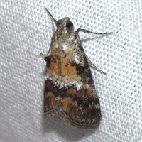 Pococera baptisiella