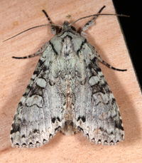 Polia nimbosa