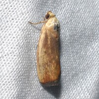 Ponometia parvula