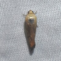 Ponometia parvula