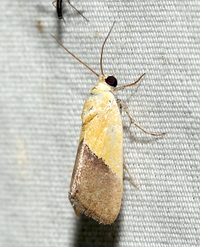 Ponometia semiflava