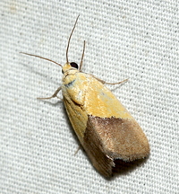 Ponometia semiflava
