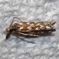 Prionapteryx serpentella